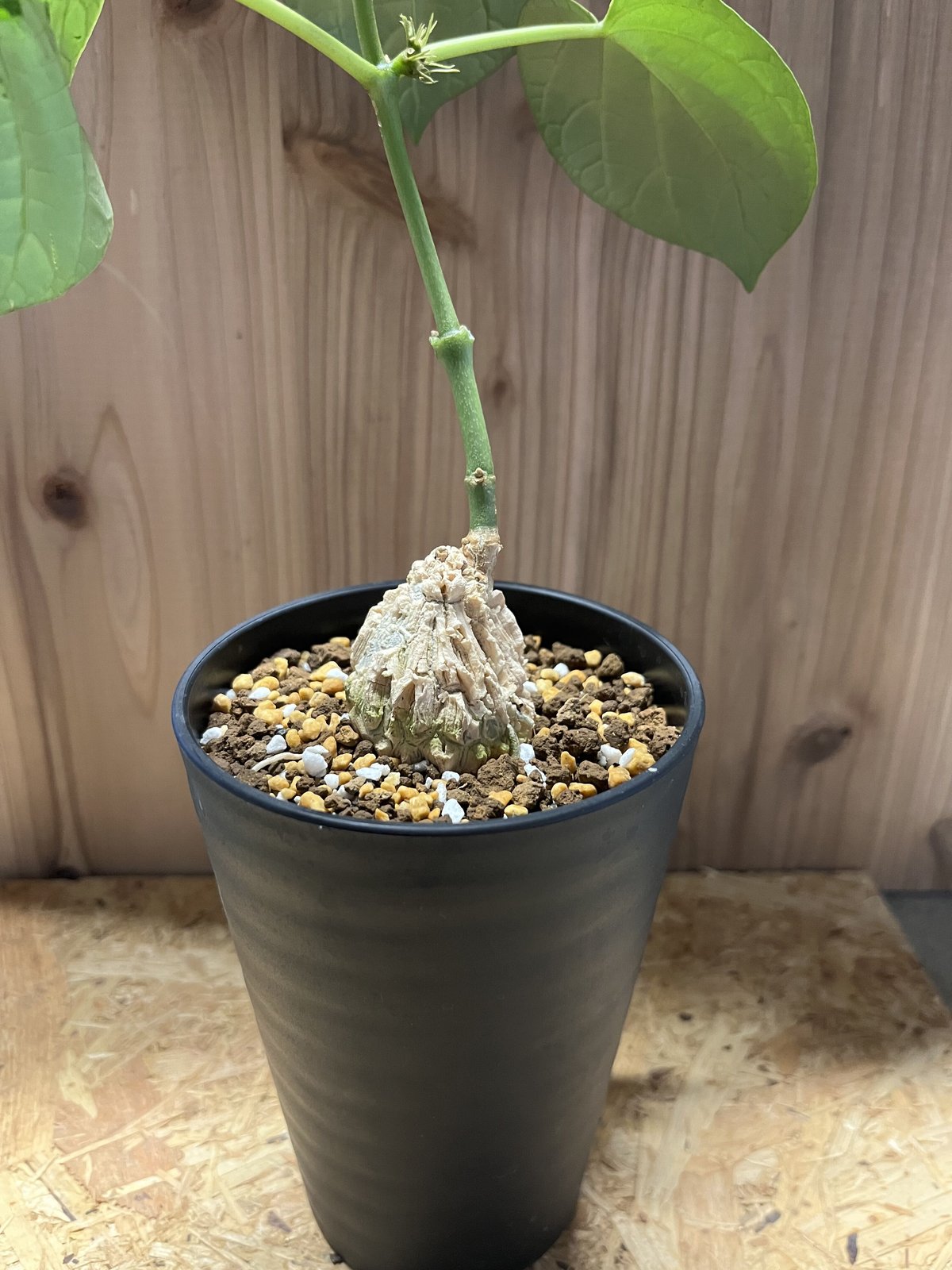 マテレア シクロフィラ | GREEN LUCK