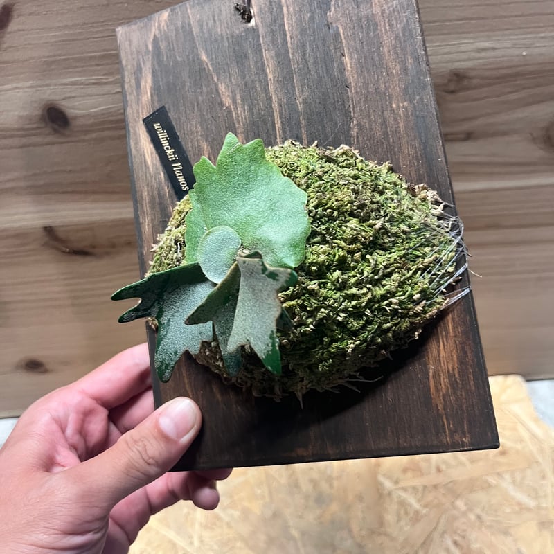 ビカクシダ ウィリンキー ナノ スポア | GREEN LUCK