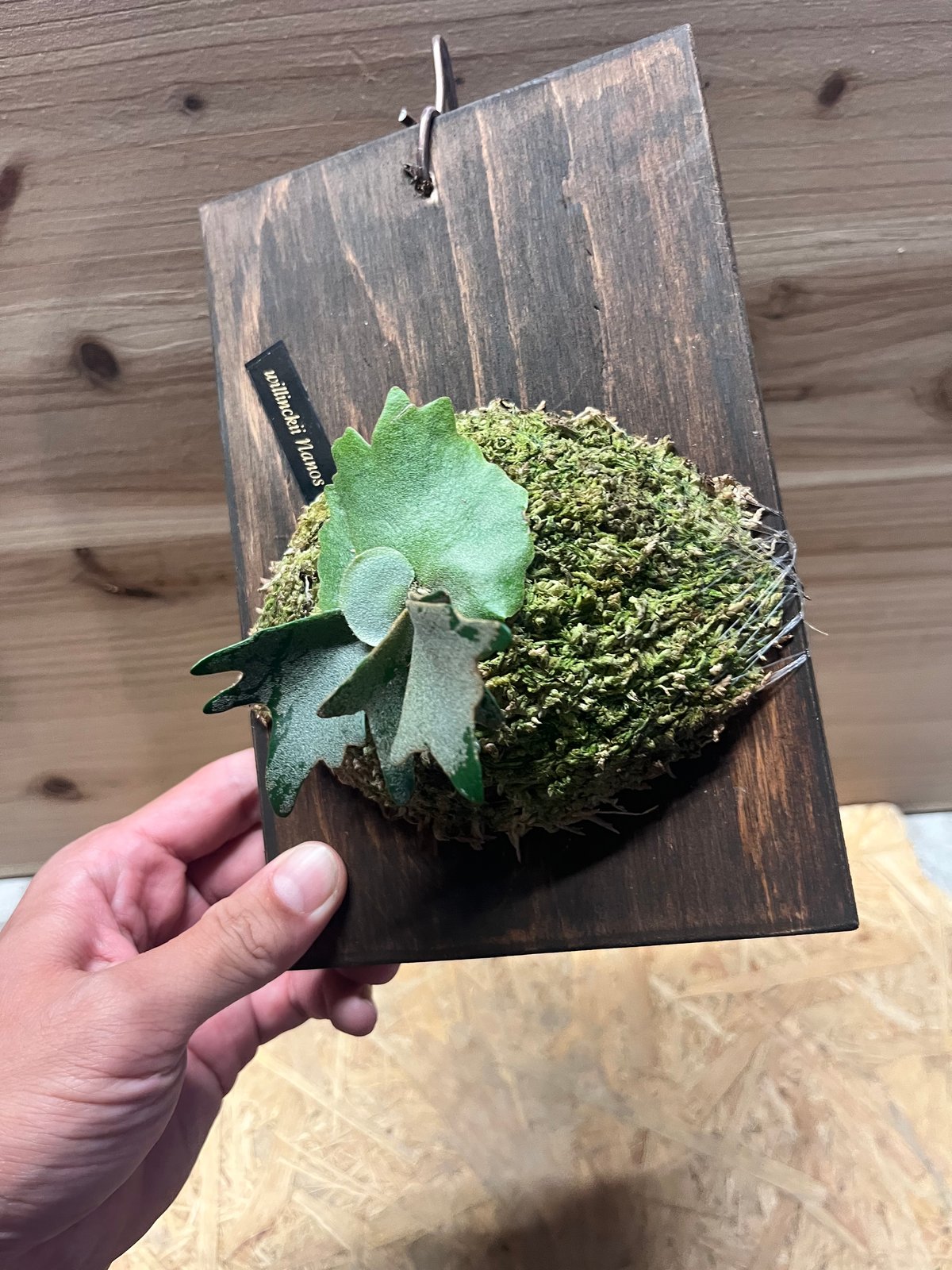 つ*ー様 ビカクシダ　ウィリンキー　ナノ　スポア　ドワーフ Amazon.co.jp: frog_yamato【willinckii Nano】ウィリンキー