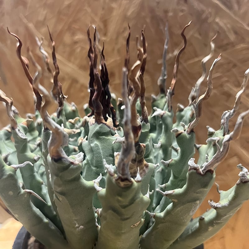 アガベ ユタエンシス エボリスピナ 陽炎 未発根 | GREEN LUCK