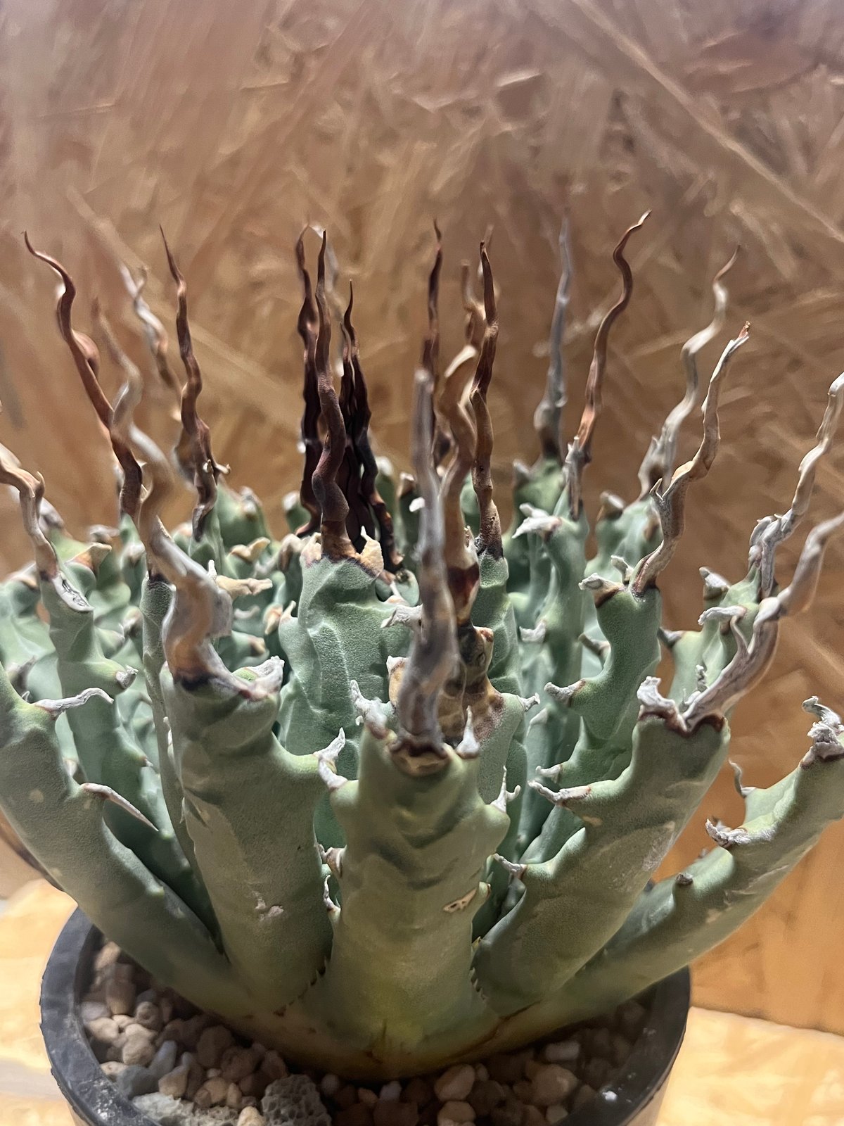 アガベ ユタエンシス エボリスピナ 陽炎 未発根 | GREEN LUCK