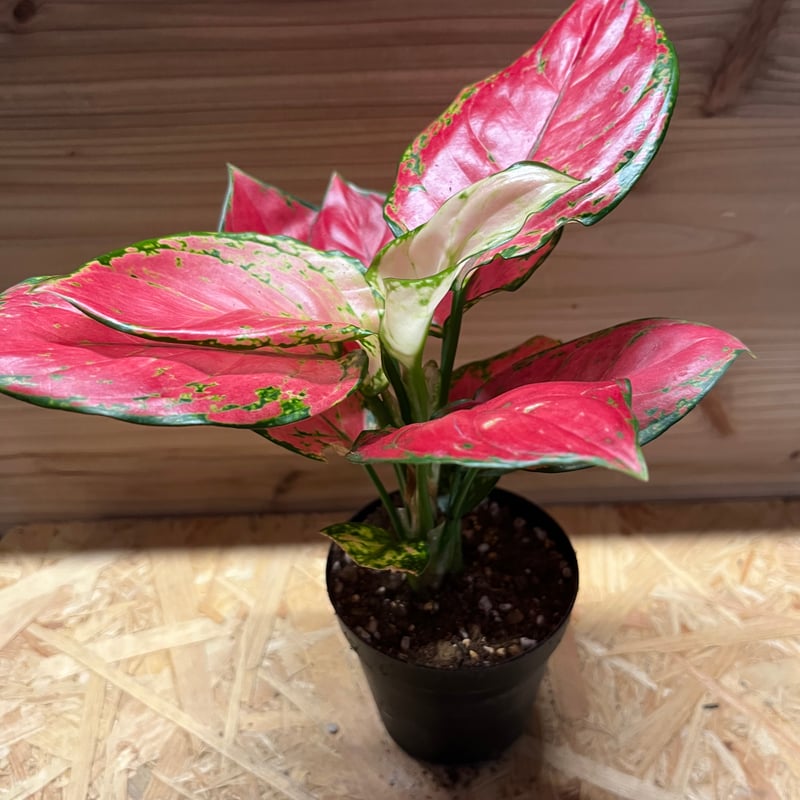 アグラオネマ ビューティー | GREEN LUCK