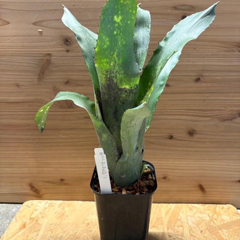 ビルベルギア 'アラカイ' | GREEN LUCK ビルベルギアアラカイ親株