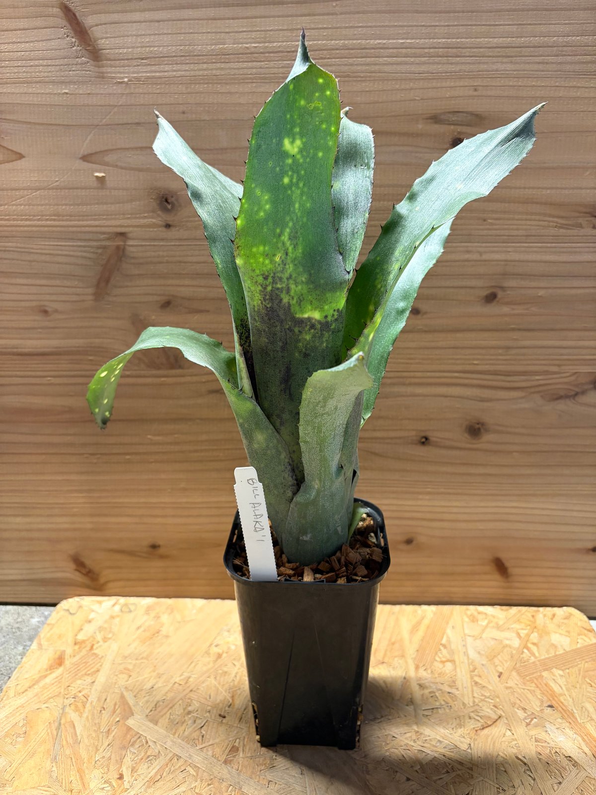 ビルベルギア 'アラカイ' | GREEN LUCK