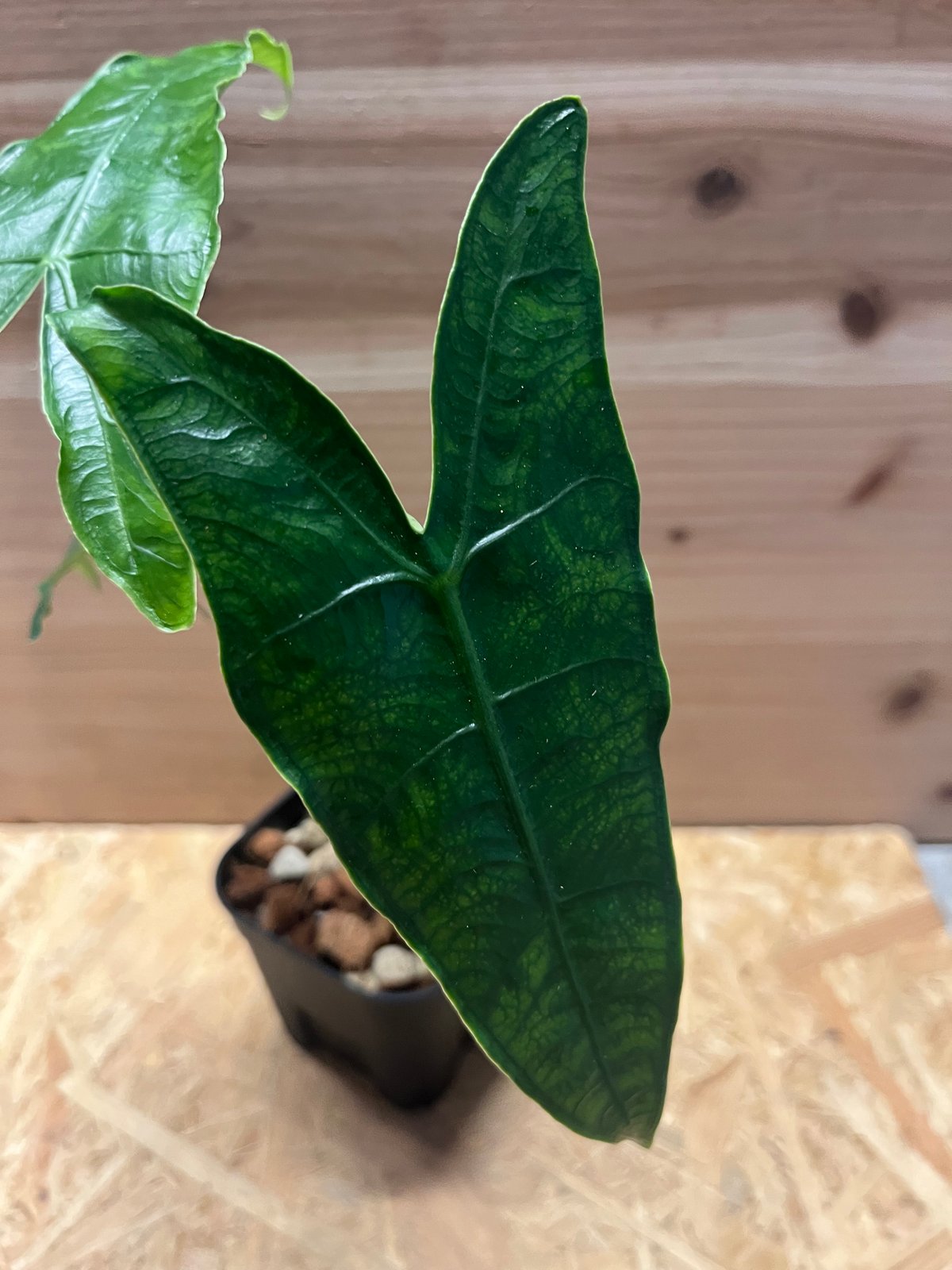 Alocasia Zebrina var. アロカシア・ゼブリナ 斑入り アロカシア ゼブリナ I インドアプランツ I プラントソサエティ