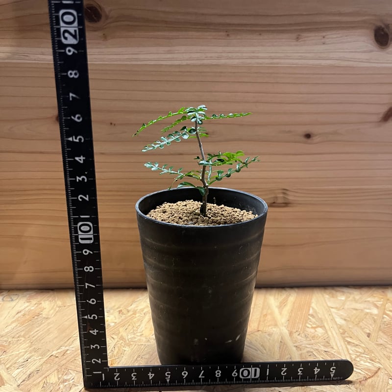 オペルクリカリア パキプス | GREEN LUCK