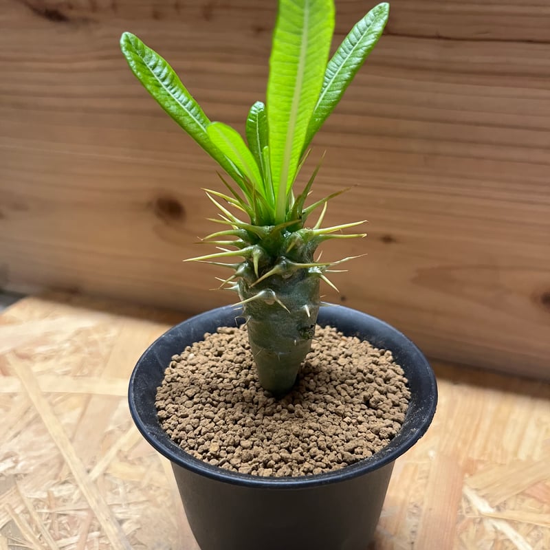 パキポディウム アンボンゲンセ | GREEN LUCK