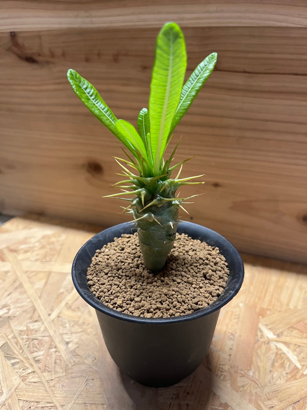 パキポディウム アンボンゲンセ | GREEN LUCK