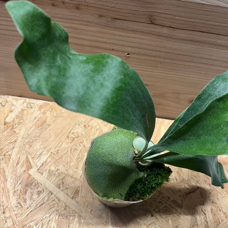 ビカクシダ 雷神 | GREEN LUCK