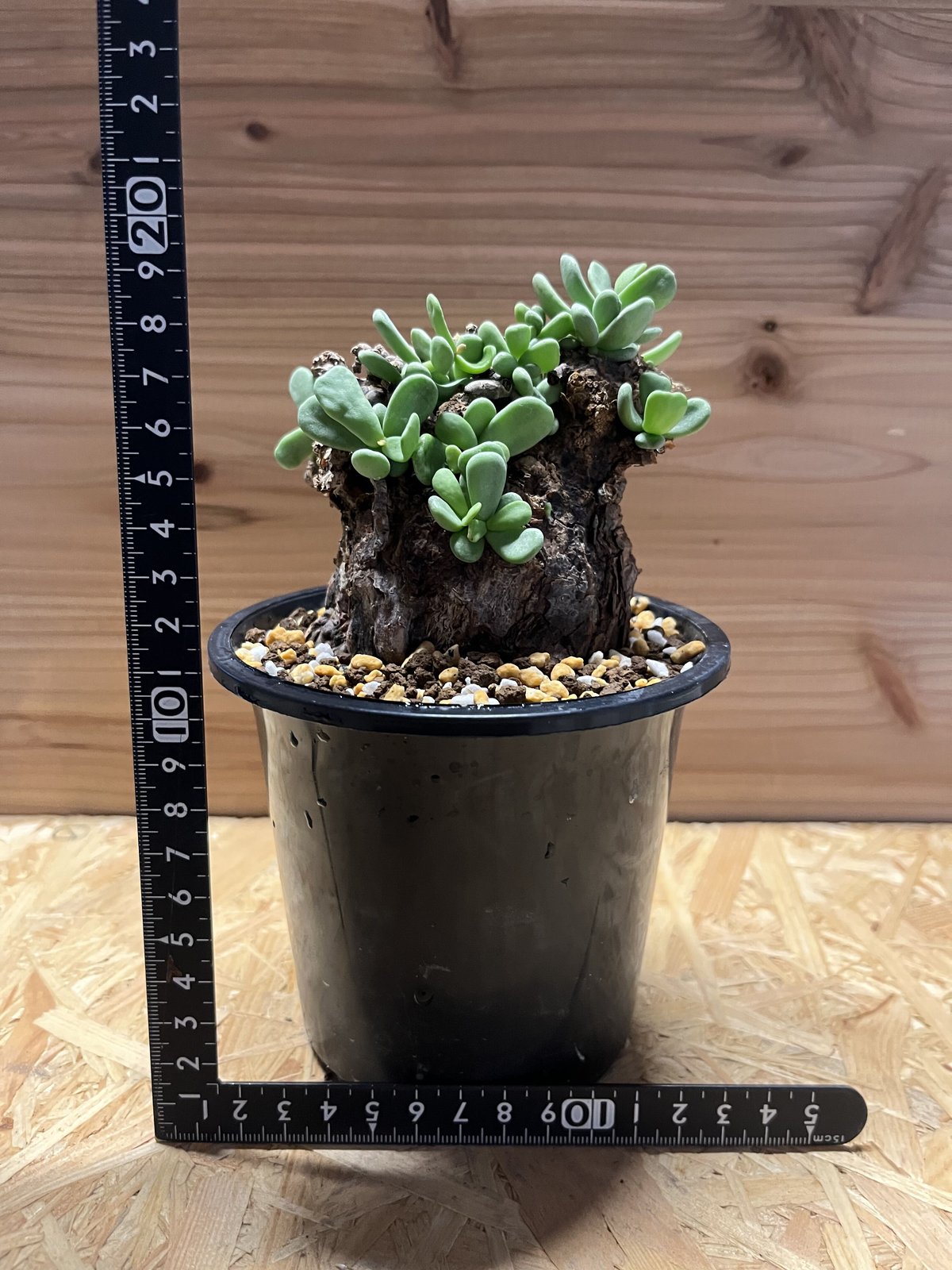 ケラリア ピグマエア | GREEN LUCK