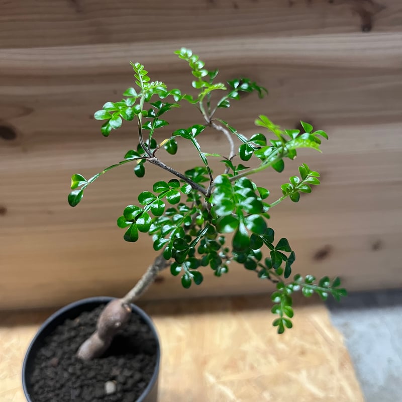 希少　斑入り　オペルクリカリア　デカリー レアなオペルクリカリア・デカリー！ 3種類 - 多肉植物通販