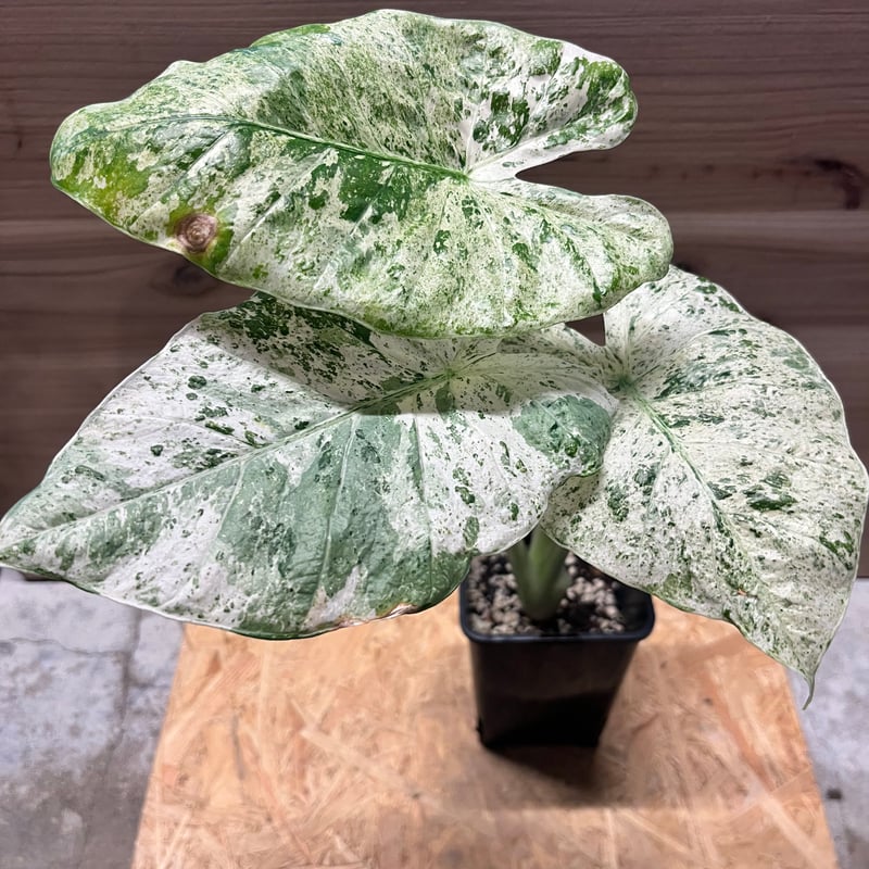 アロカシア マクロリザス カモフラージュ | GREEN LUCK