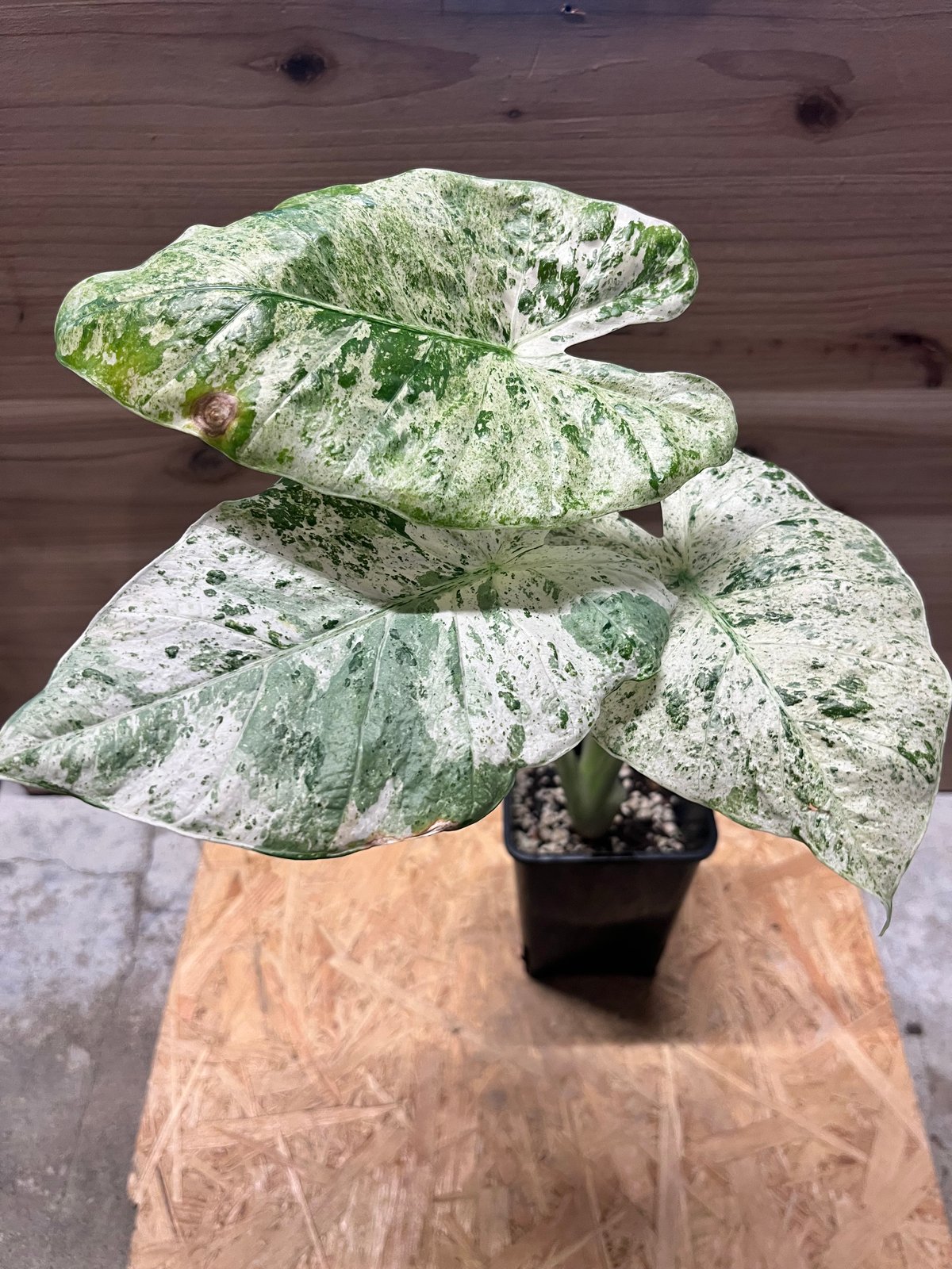 アロカシア アロカシア マクロリザス カモフラージュ | GREEN LUCK