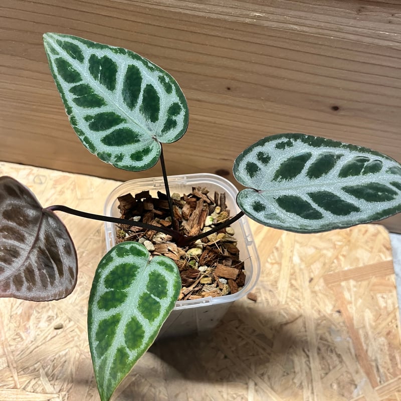 アンスリウム エンジェルズドリーム 二芽 アンスリウム エンジェルズドリーム | GREEN LUCK