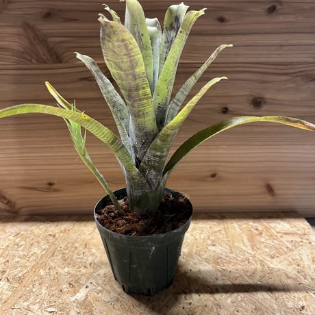 群生 ネオレゲリア パウシフローラ ネオレゲリア：パウシフローラ 7号吊り鉢 の通販 | 園芸ネット