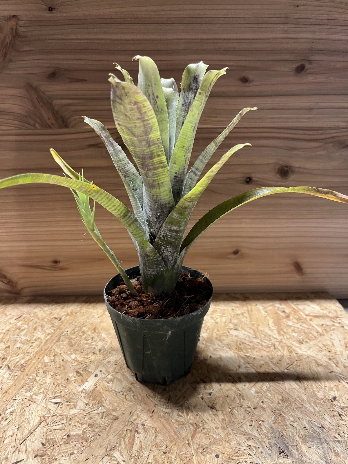 ネオレゲリア パウシフローラ スーパーホワイトクローン | GREEN