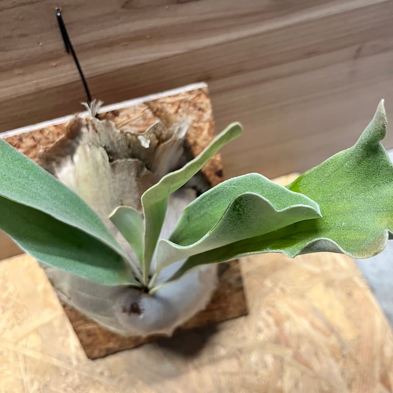 ビカクシダ　ヒリーIVAスポア ビカクシダ ヒリーIVAスポア