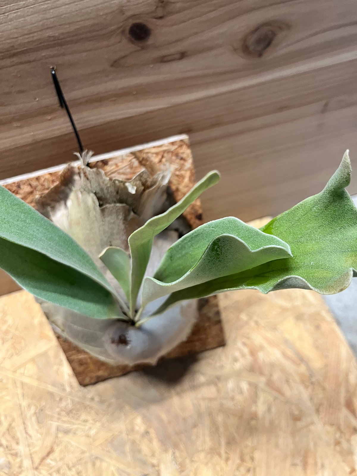 ビカクシダ ディバーシフォリウム スポア | GREEN LUCK