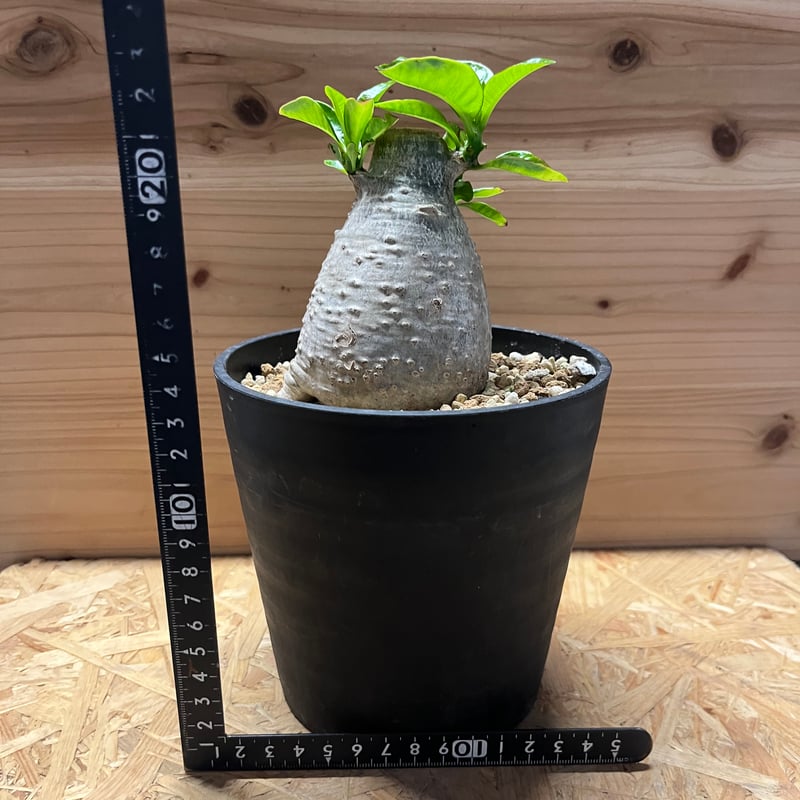 パキポディウム デカリー | GREEN LUCK