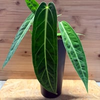 ザミオクルカス ザミフォーリア 斑入り | GREEN LUCK