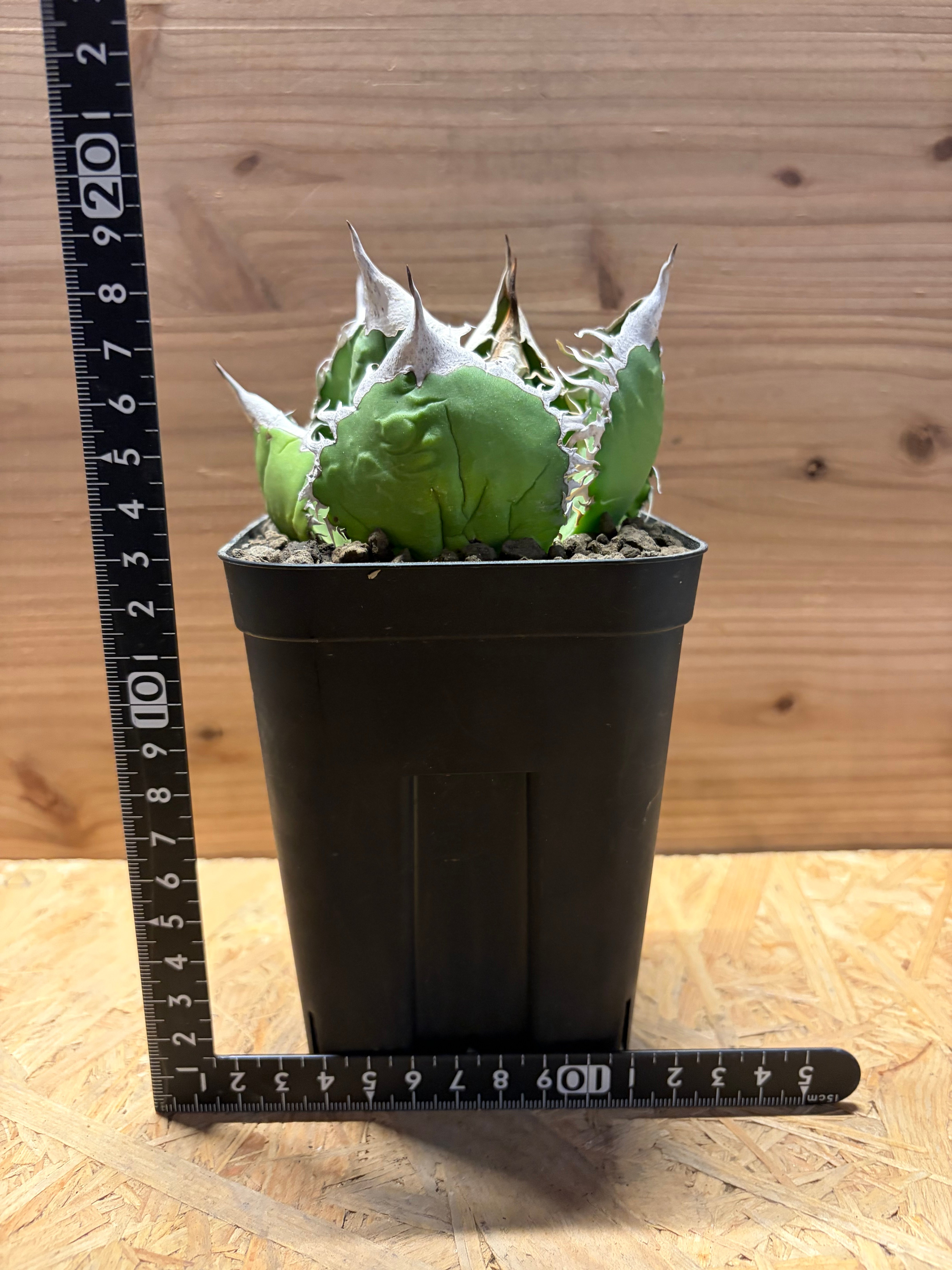 アガベ　オテロイ　オアハカ　001 活着株鉢ごと発送 アガベ オテロイ オアハカ | GREEN LUCK