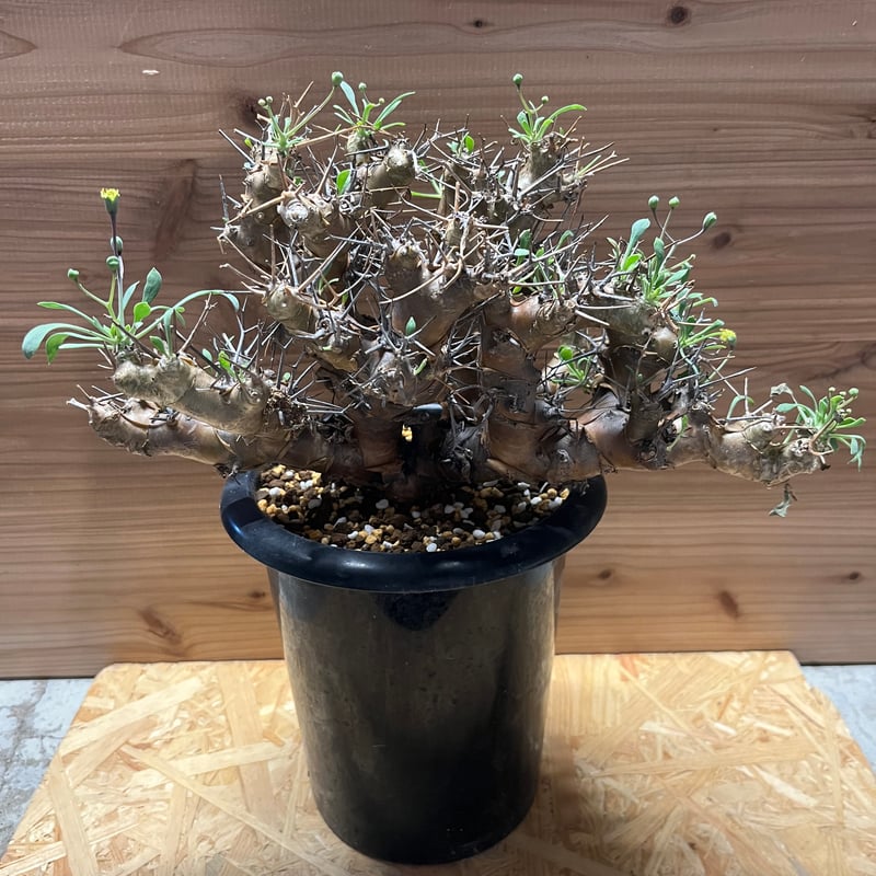 オトンナ ユーフォルビオイデス | GREEN LUCK