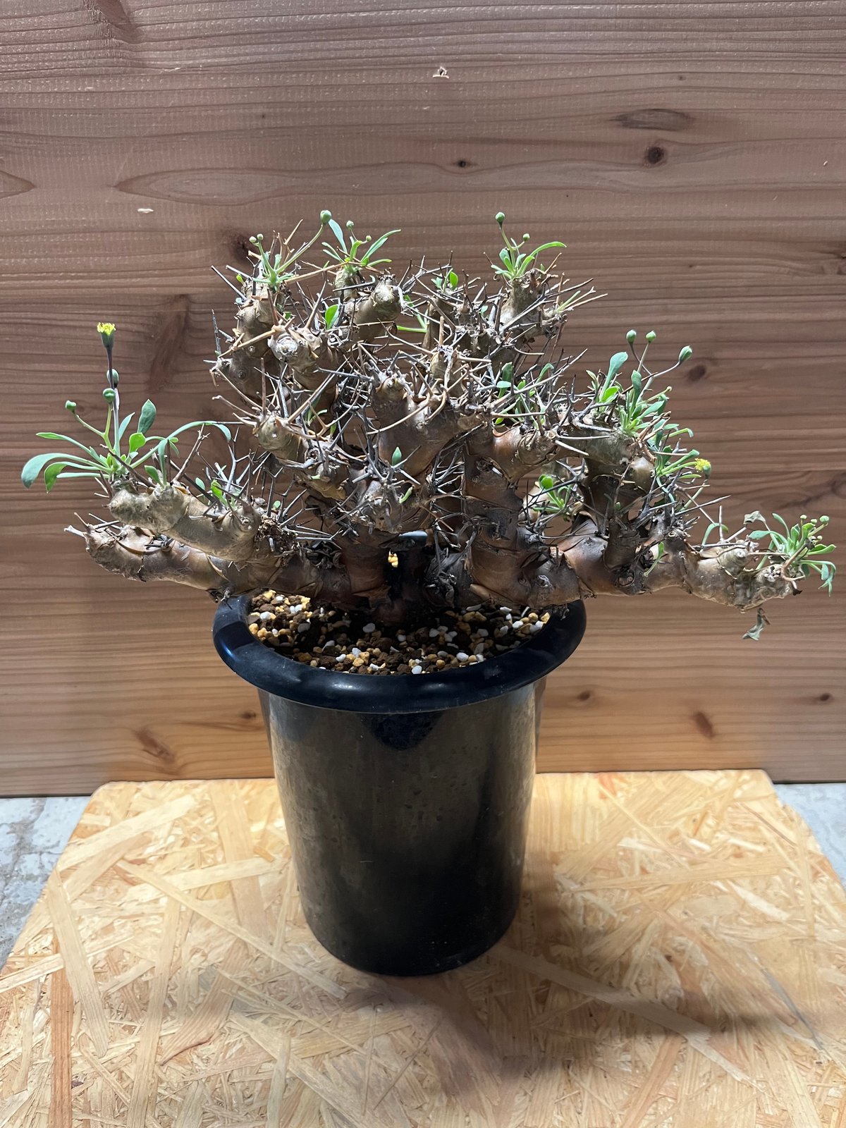 オトンナ ユーフォルビオイデス | GREEN LUCK