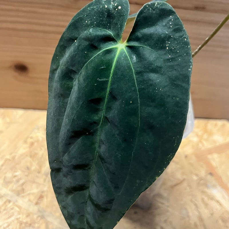 アンスリウム パピリラミナム 'グナヤラ' | GREEN LUCK