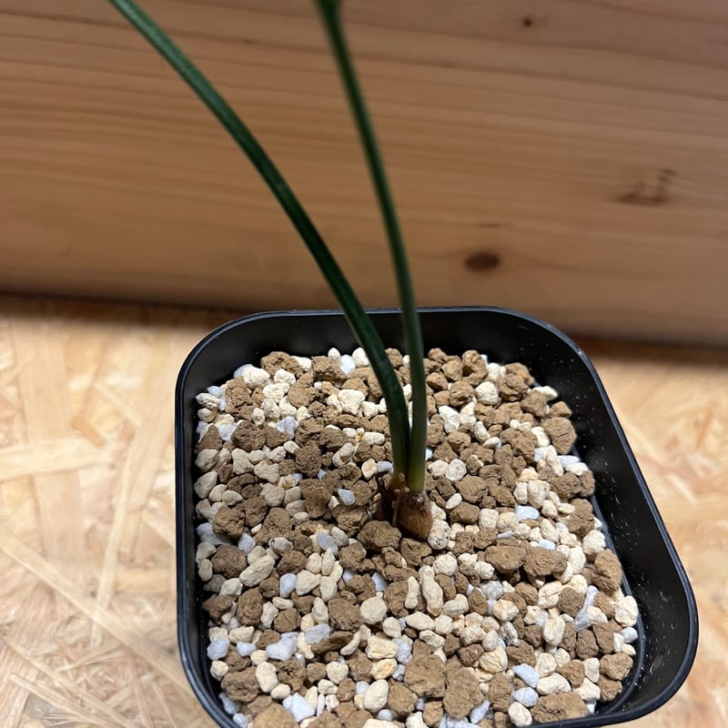 エンセファラルトス ホリダス | GREEN LUCK