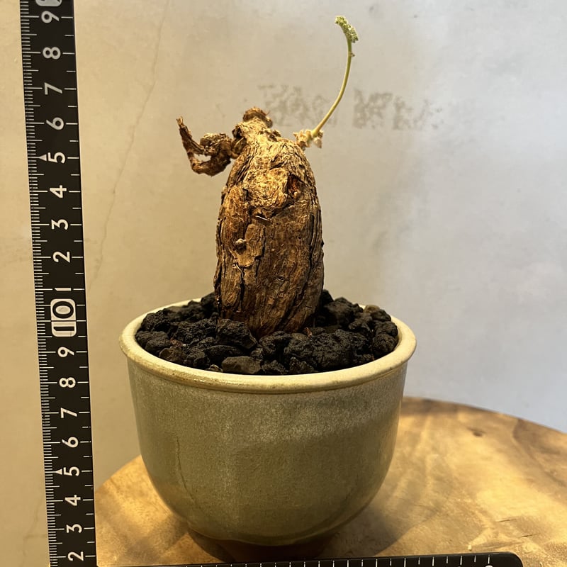 ペラルゴニウム トリステ ×伝市鉢 | GREEN LUCK