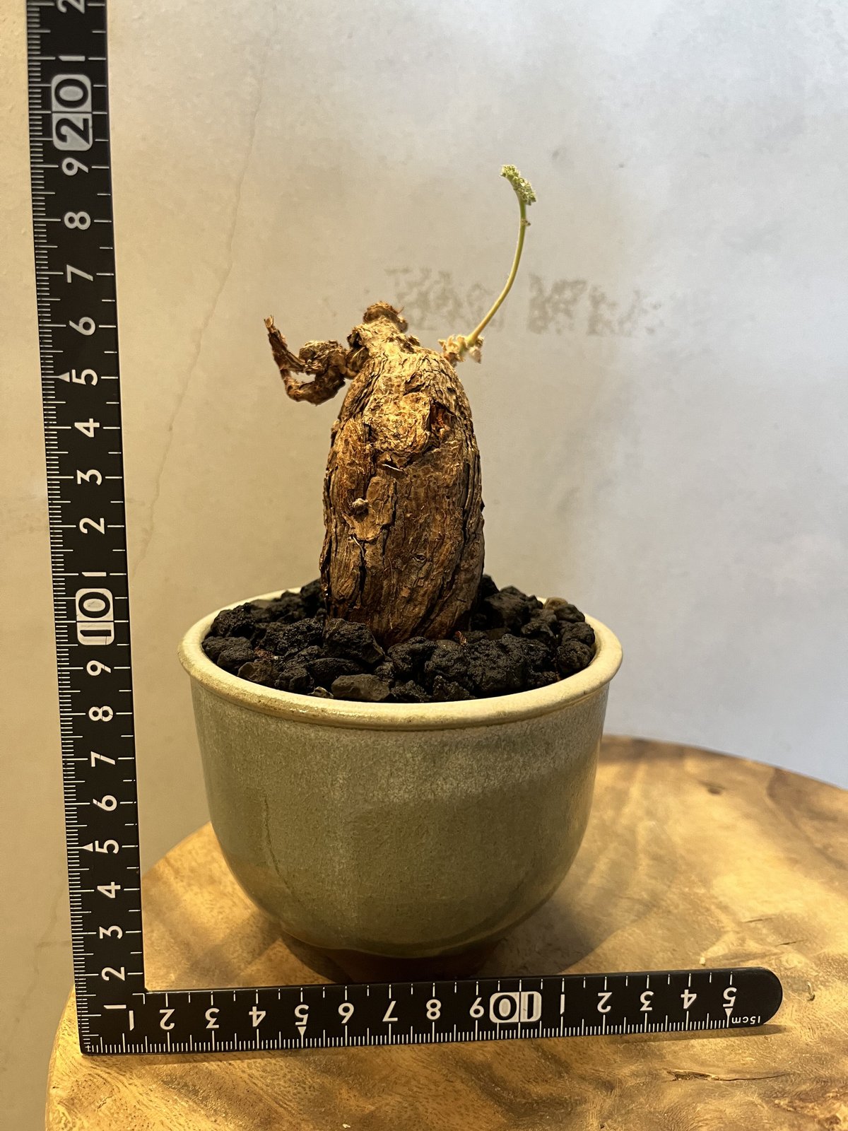 ペラルゴニウム トリステ ×伝市鉢 | GREEN LUCK