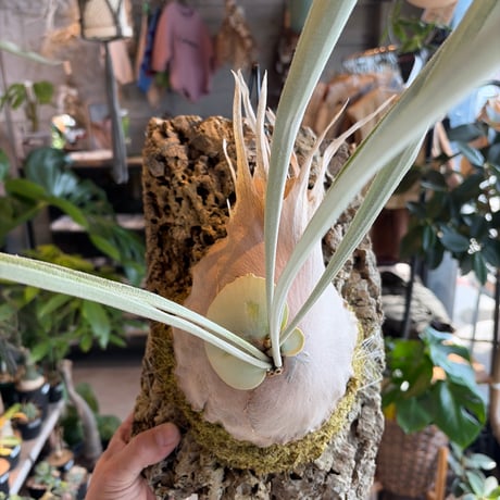 ビカクシダベイチーワイルド | STORES