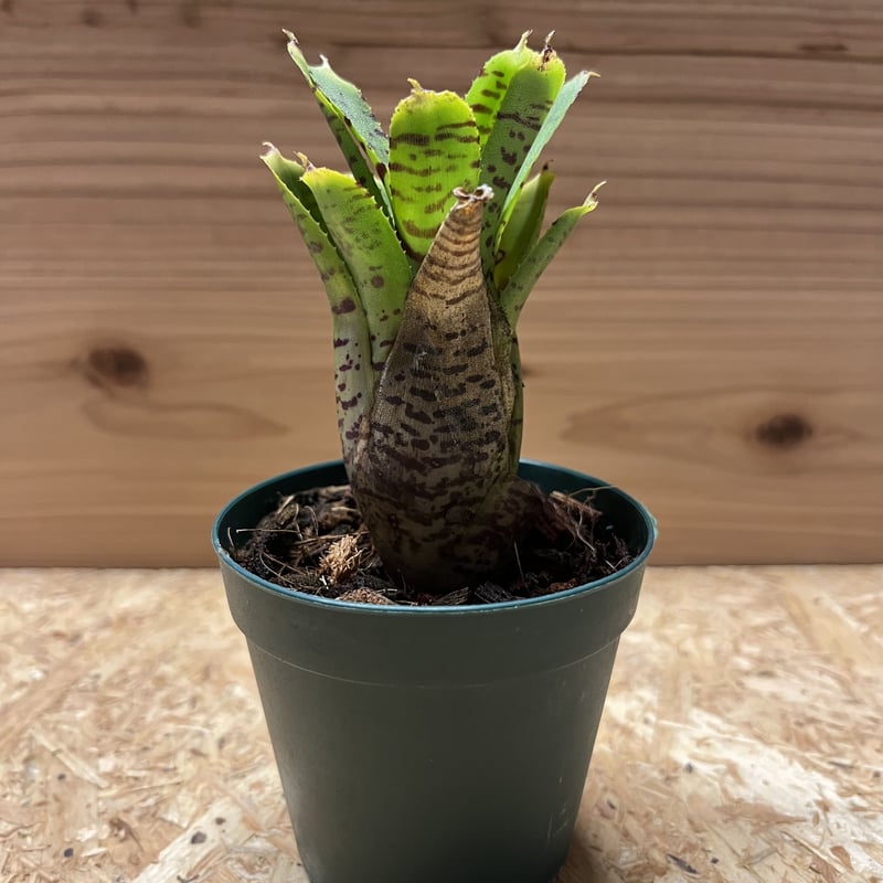 ネオレゲリア プンクタティシマ イエローフォーム | GREEN LUCK