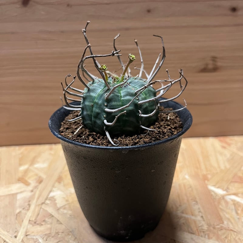 ユーフォルビア バリダ 雌株 | GREEN LUCK