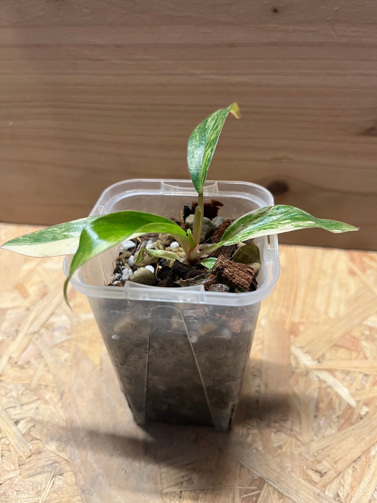 フィロデンドロン キャラメルマーブル | GREEN LUCK