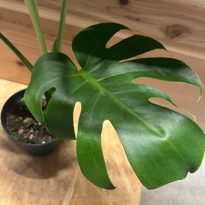 モンステラ デリシオーサ 実生 癖あり | GREEN LUCK