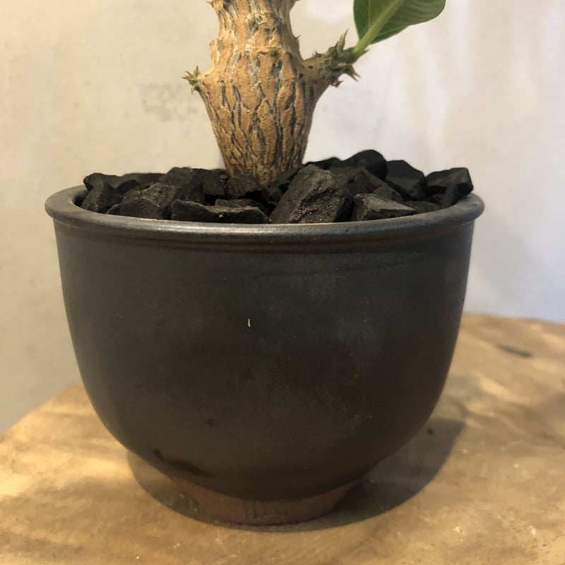 パキポディウム ウィンゾリー×伝市鉢 | GREEN LUCK