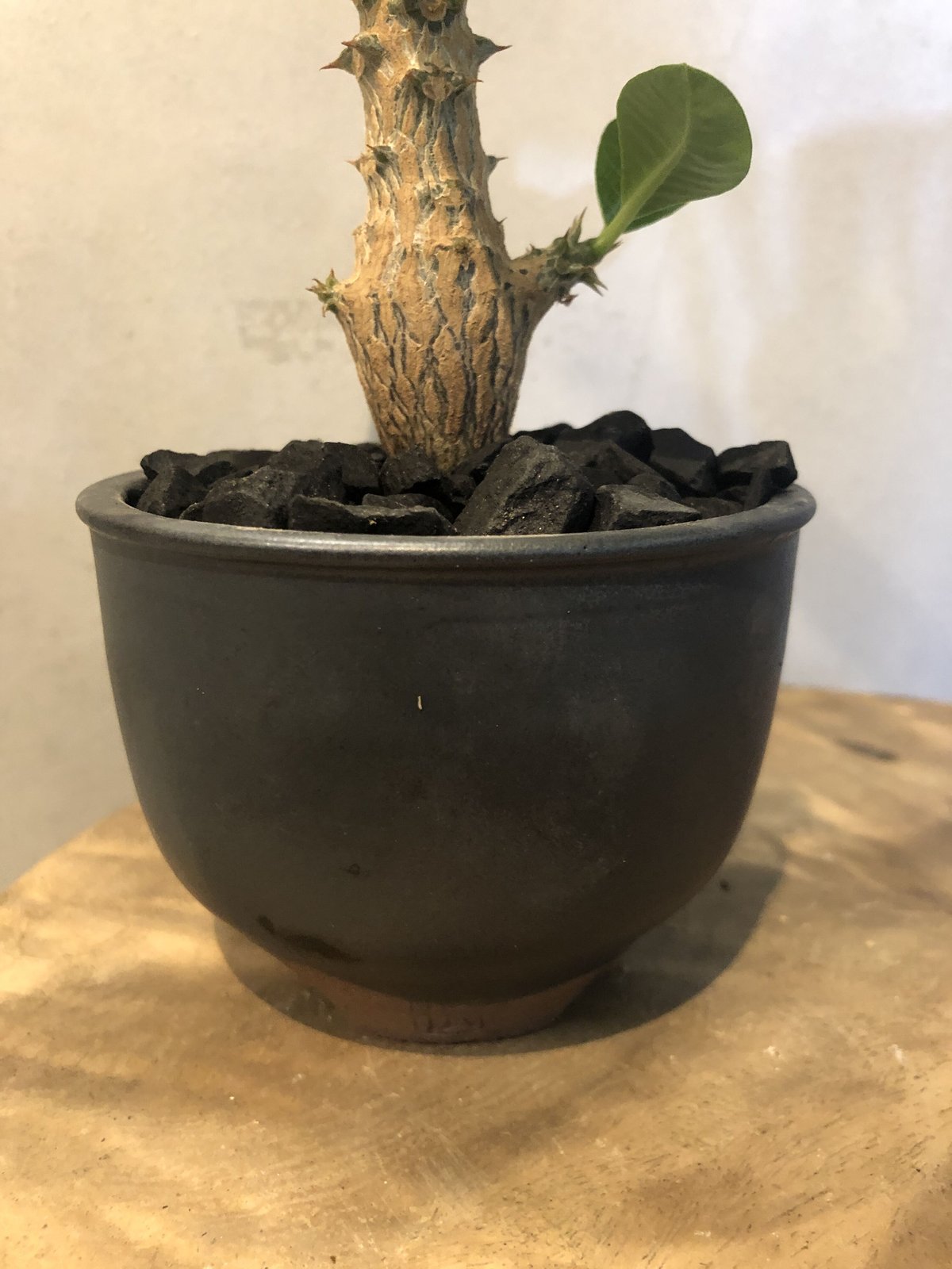 パキポディウム ウィンゾリー×伝市鉢 | GREEN LUCK