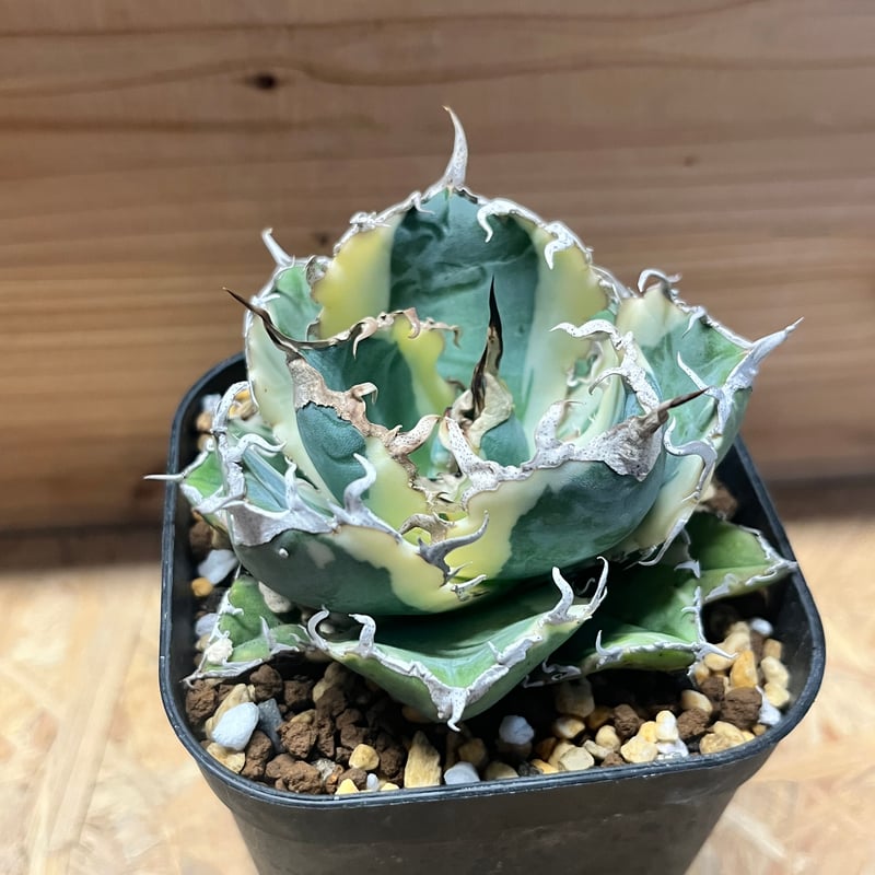 アガべ チタノタ '白鯨錦' | GREEN LUCK