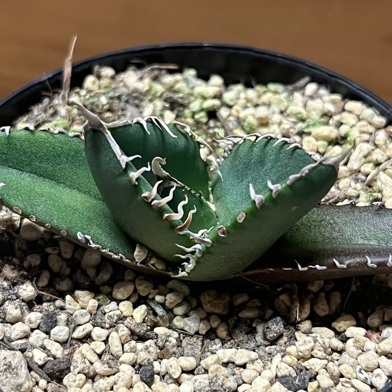 アガベ　イタリアメリクロン アガベ イタリアメリクロン