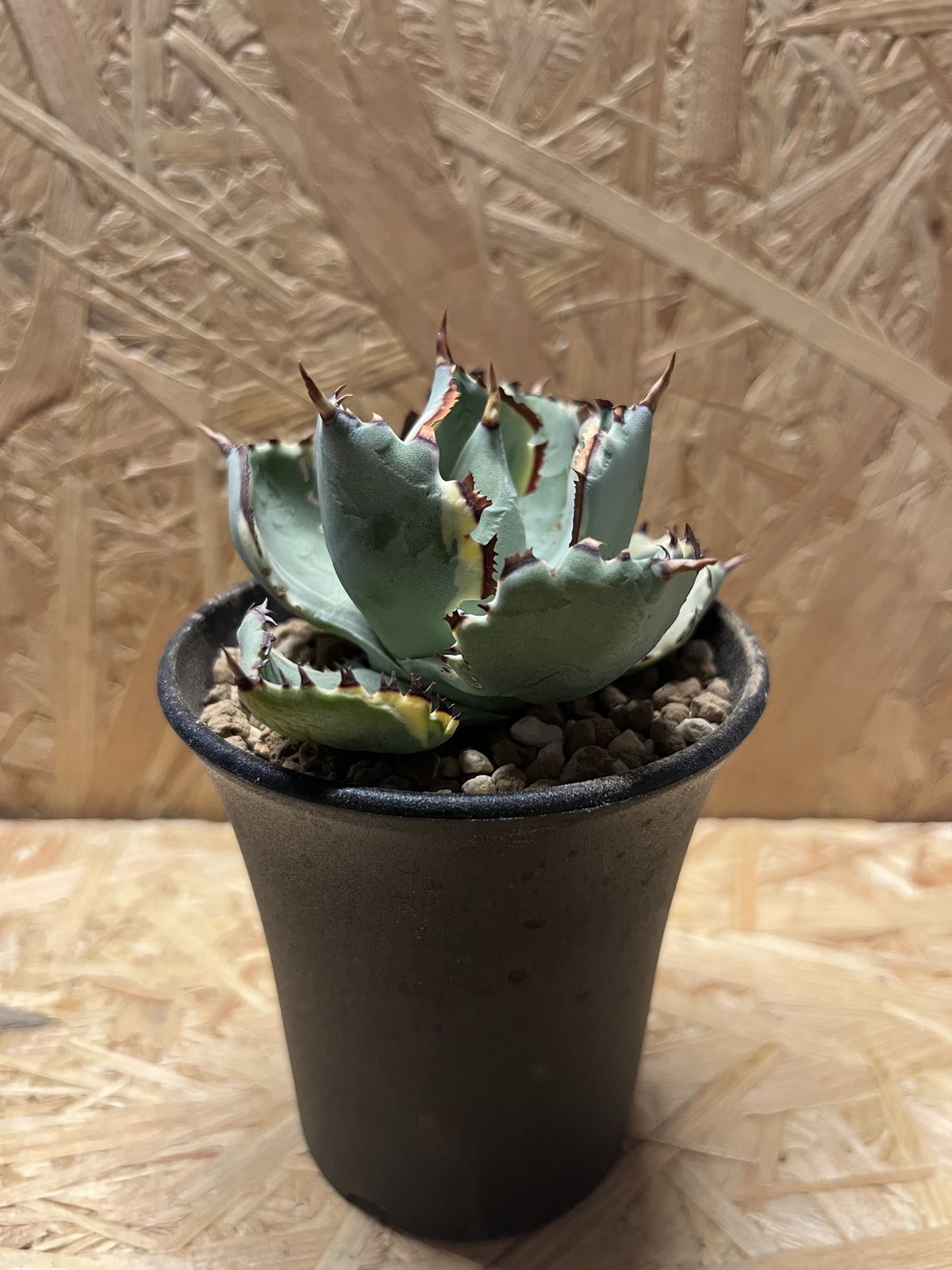 fit=scale-down,w=1200