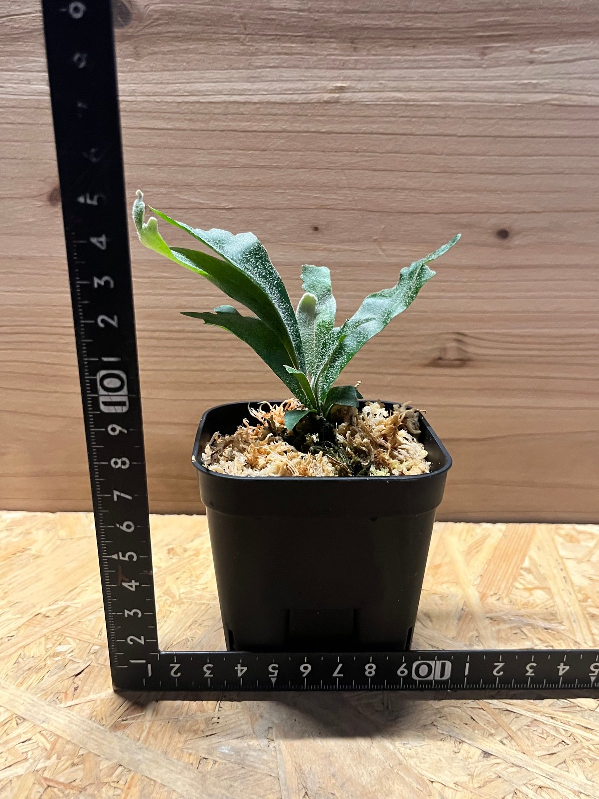 ビカクシダ シュプール | GREEN LUCK