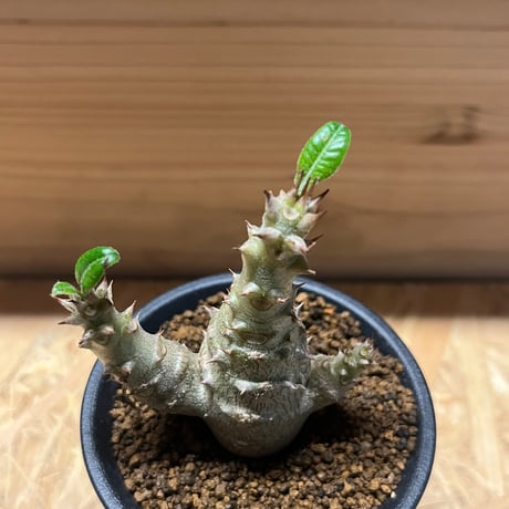 パキポディウム　ウィンゾリー