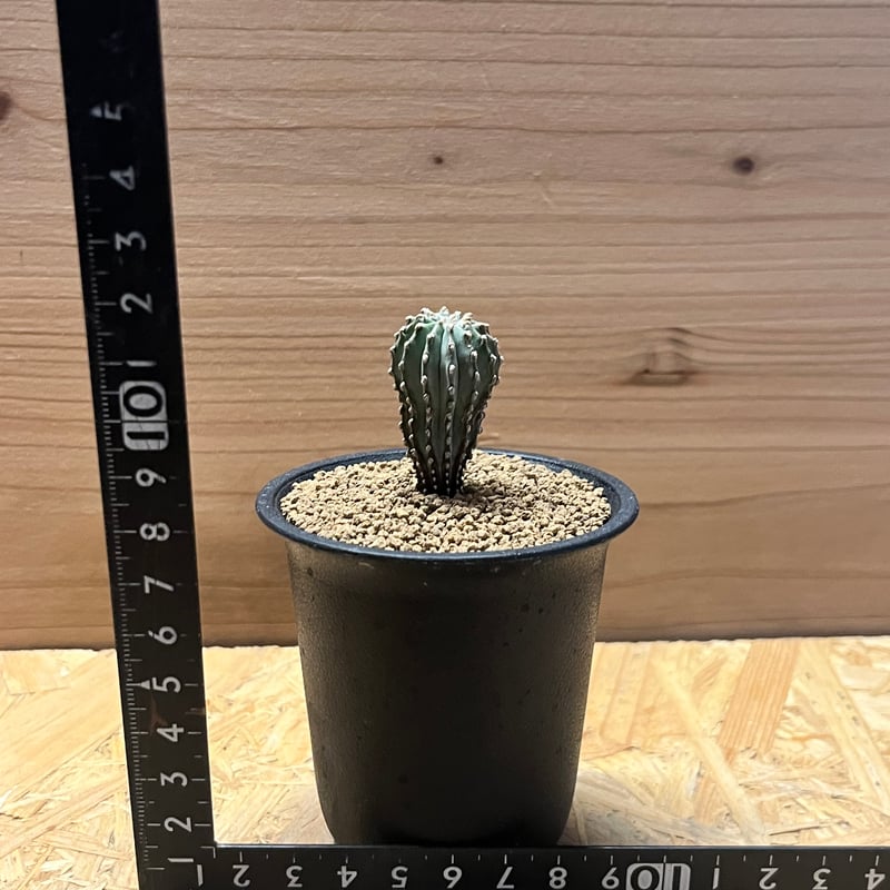 ゲオヒントニア メキシカーナ | GREEN LUCK