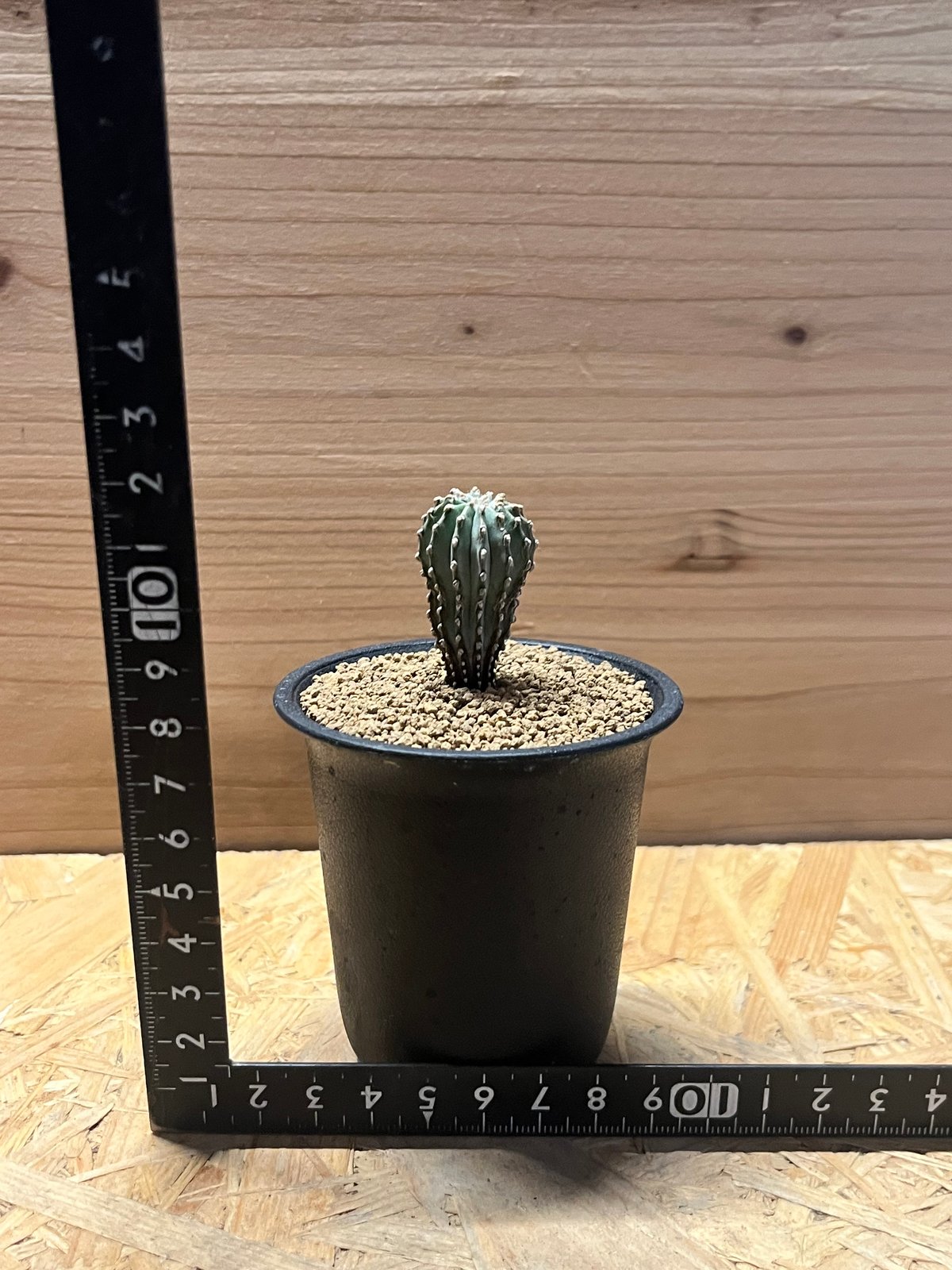 ゲオヒントニア メキシカーナ | GREEN LUCK