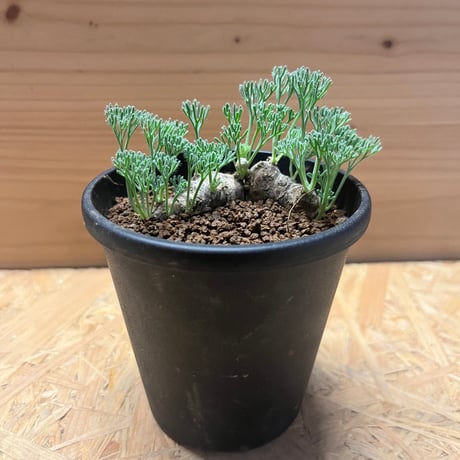 モンソニア　ムルチフィダ　発根済み silver_leaf_mania | 発根管理 モンソニア ムルチフィダ 発根