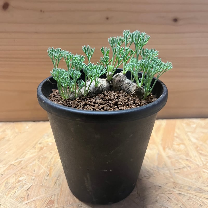 モンソニア　ムルチフィダ モンソニア・ムルチフィダ | 塊根植物 - 株式会社陽春園植物場