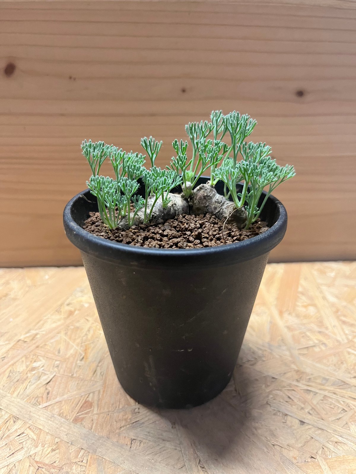 モンソニア ムルチフィダ 大型XL株 モンソニア ムルチフィダ①大型 | X−PLANTS