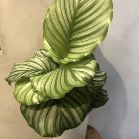 カラテア　オルビフォリア