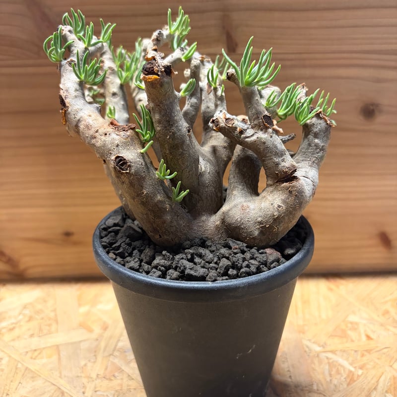 チレコドン ハリー | GREEN LUCK